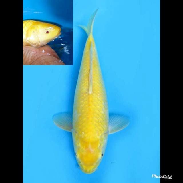 32cm , Female , Red Eye Karashigoi