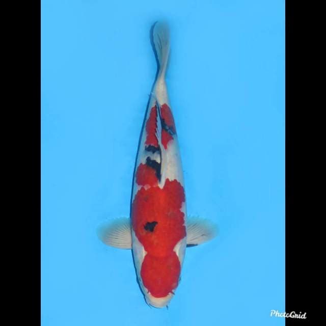 40cm , Male , F1 Red Taisho Sanke