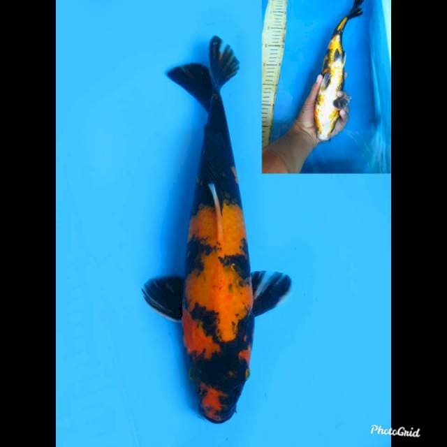 32cm , Male , Hi Utsuri