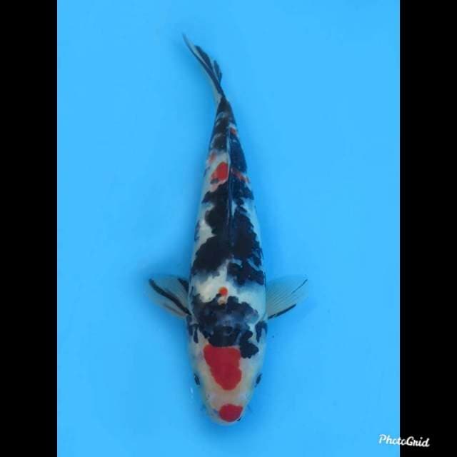 26cm , Male , Taisho Sanke