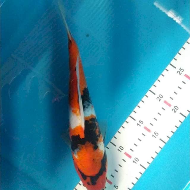 SHOWA 30CM