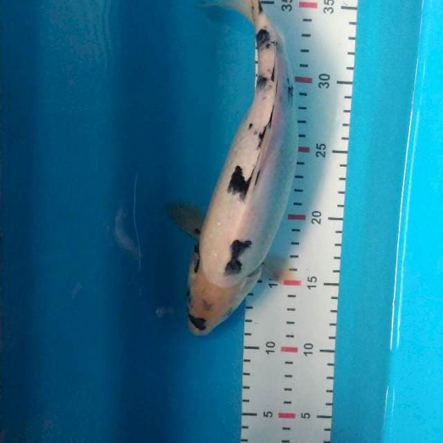 SHIRO 30CM