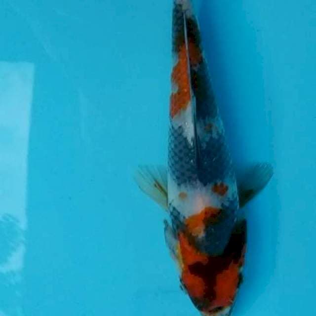 Showa kualitas HQ 18 cm