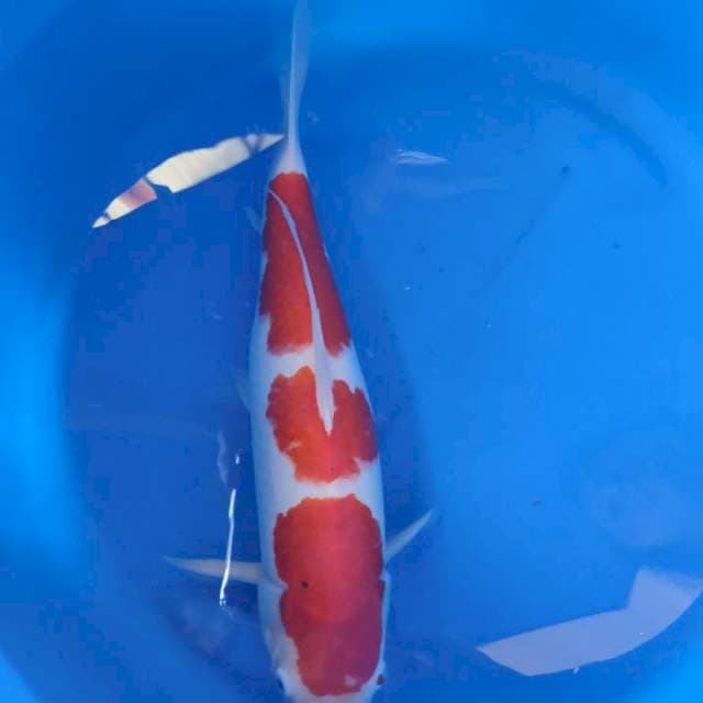 Kohaku 3step original