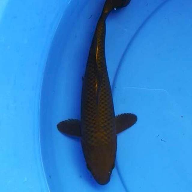 Chagoi tembaga 24 cm