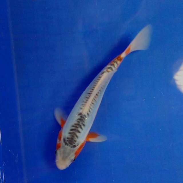 Susi male 23cm