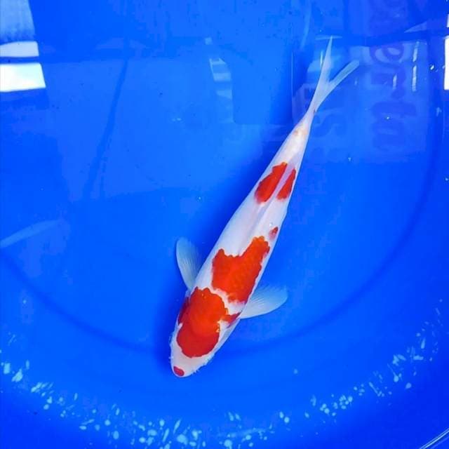 Kuchibeni