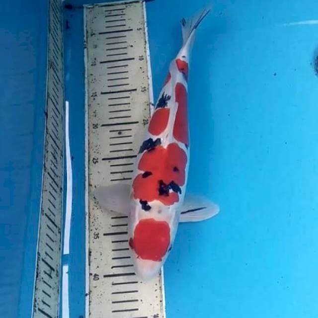 Doitsu Sanke 37cm Male