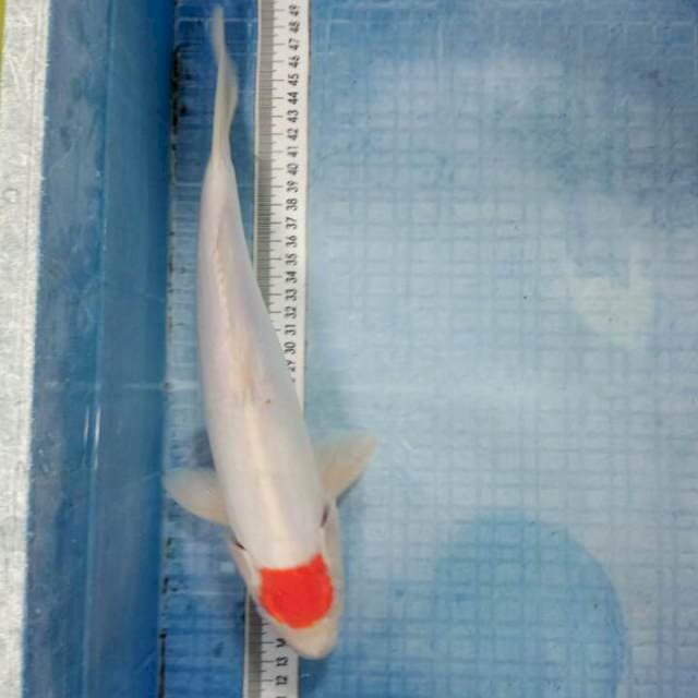 33cm. Tancho doit