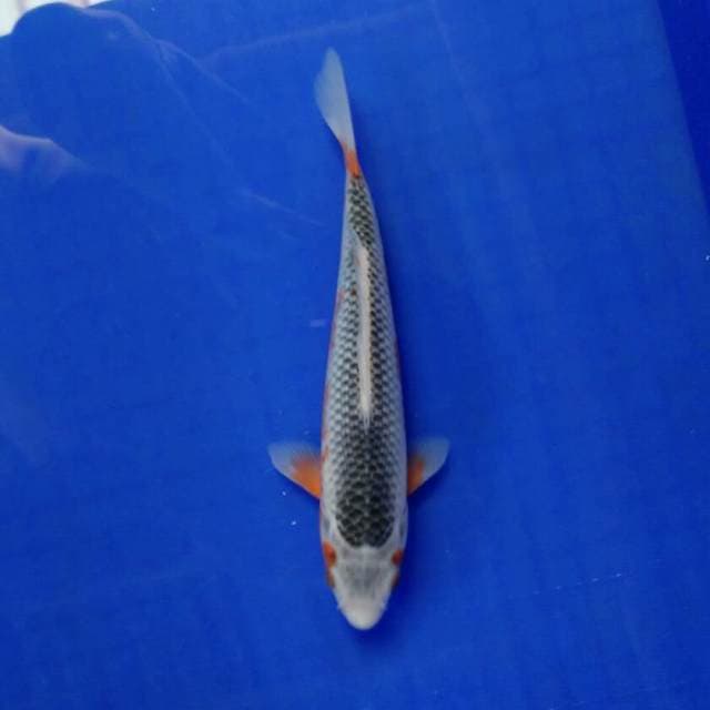 Ahsanti 24cm