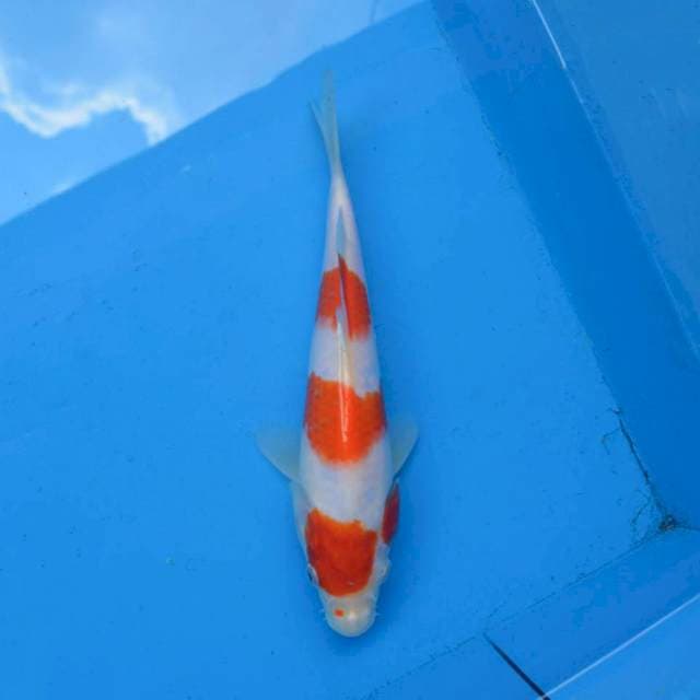 Kohaku Ori F1