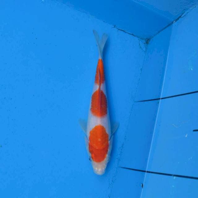 Sandan Kohaku Ori F1