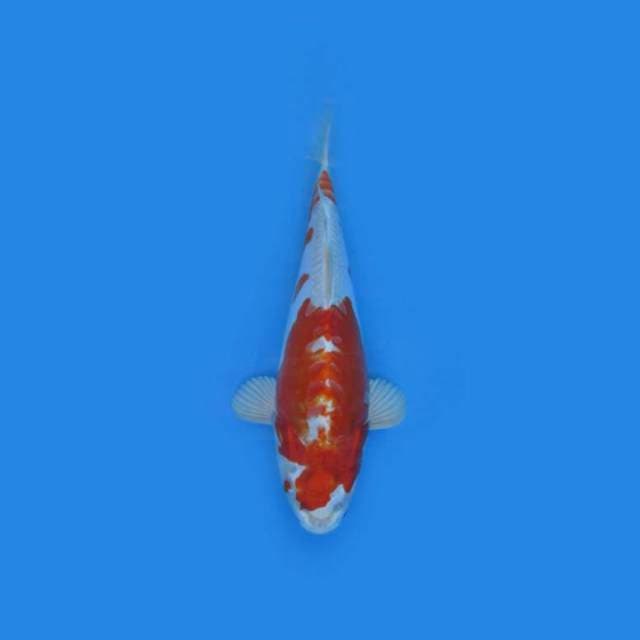 BKS ( KIKUSHUI 34 CM )