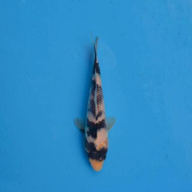 Sumi Goromo F1