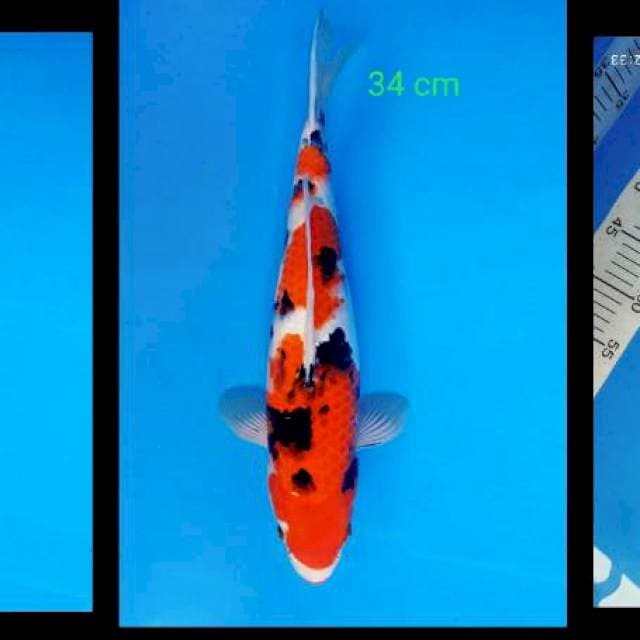 Sanke 34 cm