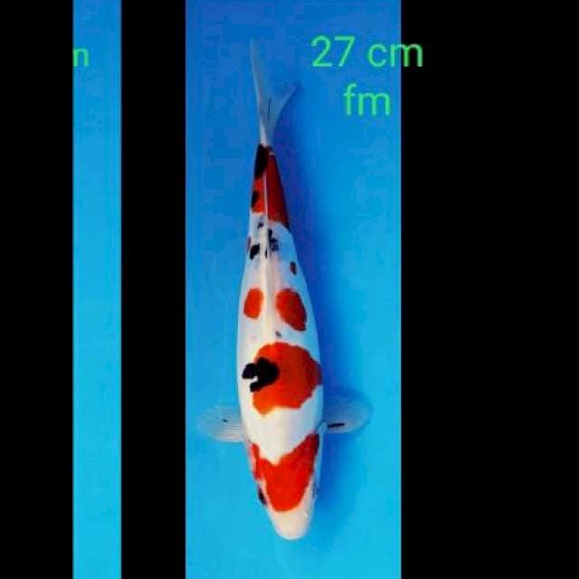 Doitsu 27 cm