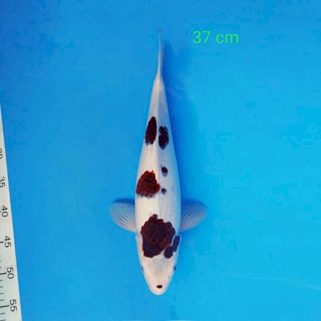 Budho Goromo 37 cm