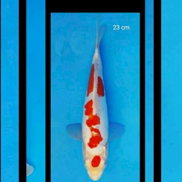 Kihaku Doit 23 cm