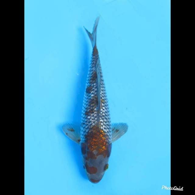 25cm , Male , Ochiba Ginrin Sakura