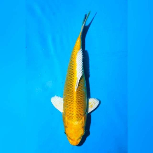 Yellow Mukashi ogon