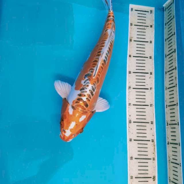 45 cm Male Kiko