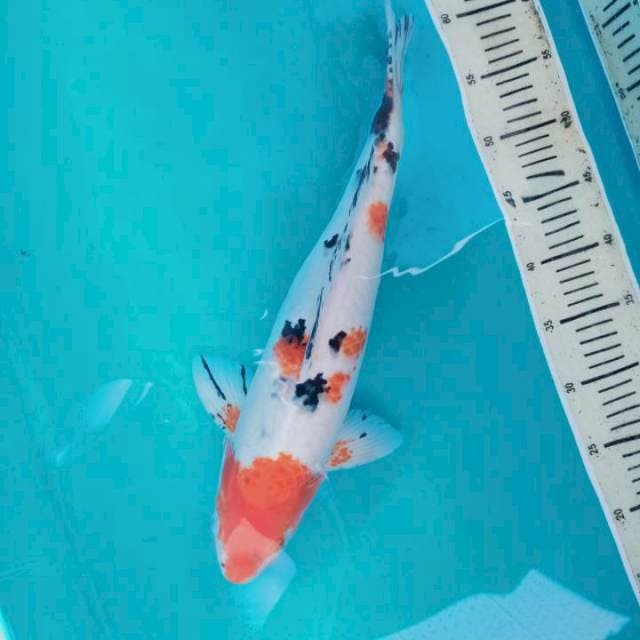 45 cm Male Sanke Sakura