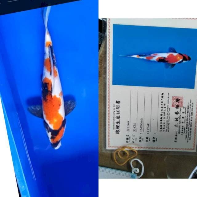 Showa MARUSEI serti
