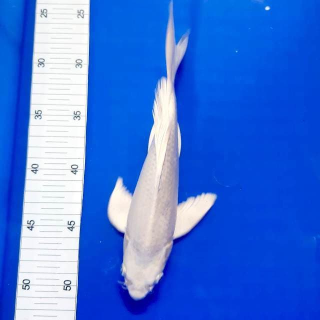 Kumpay platinum 28 cm