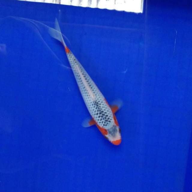 Ahsan male 22cm