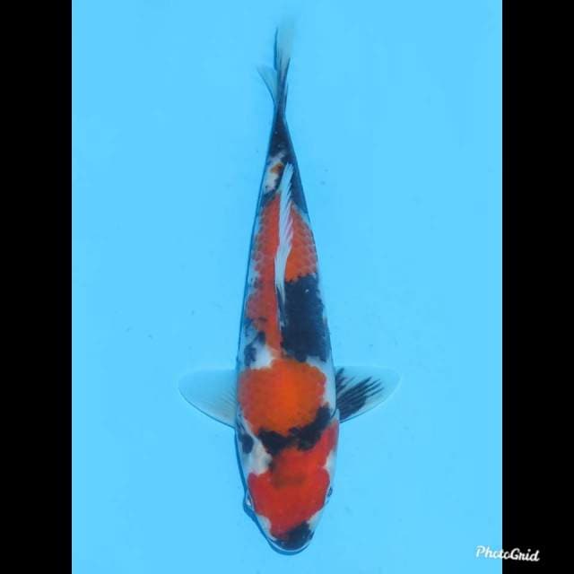 22cm , male , F1 Showa Halus