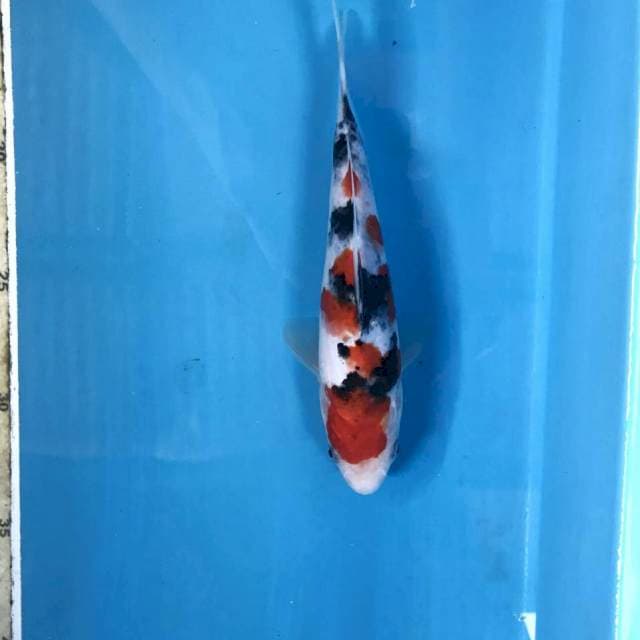 Sanke, 18 cm