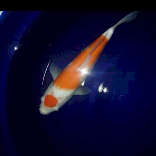 KOHAKU 2 STEP 33 calon jumbo