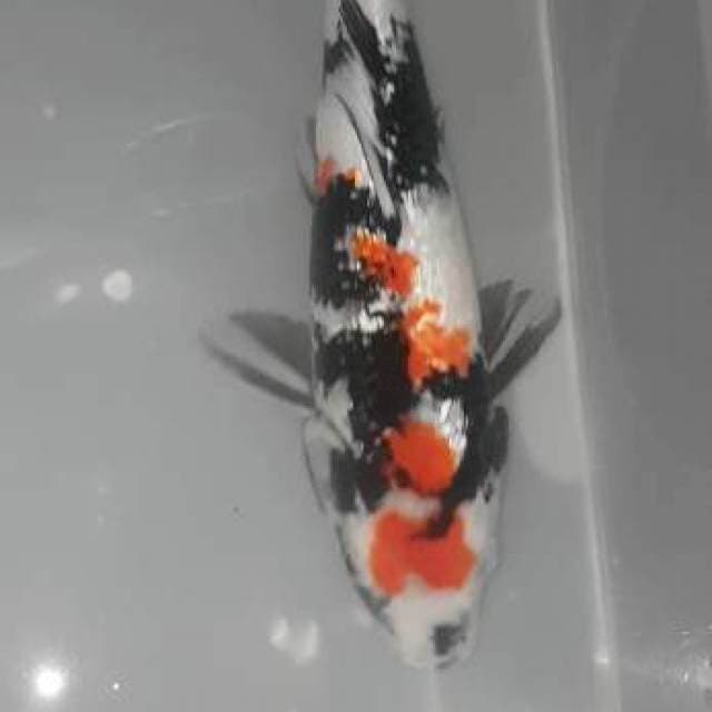 SHOWA MARUTW FULL GHINRIN 35