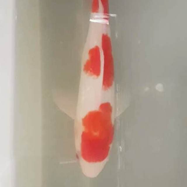 KOHAKU FULL GHINRIN 3 STEP ORI 32
