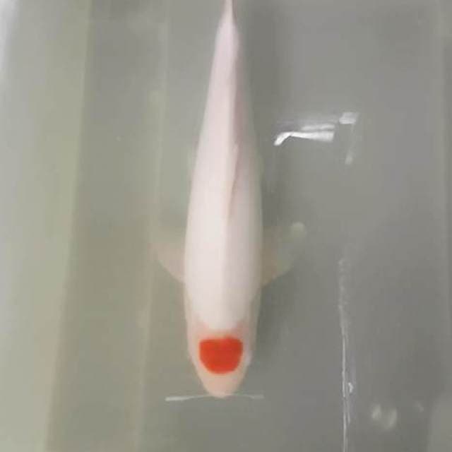 TANCHO KOHAKU SISIK PUTIH SALJU ORI 31 calon jumbo