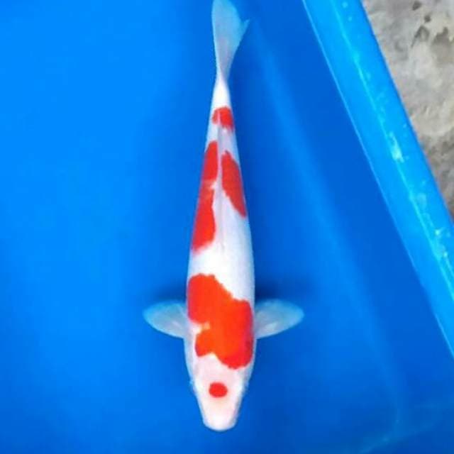 Kohaku maruten imut 4step original