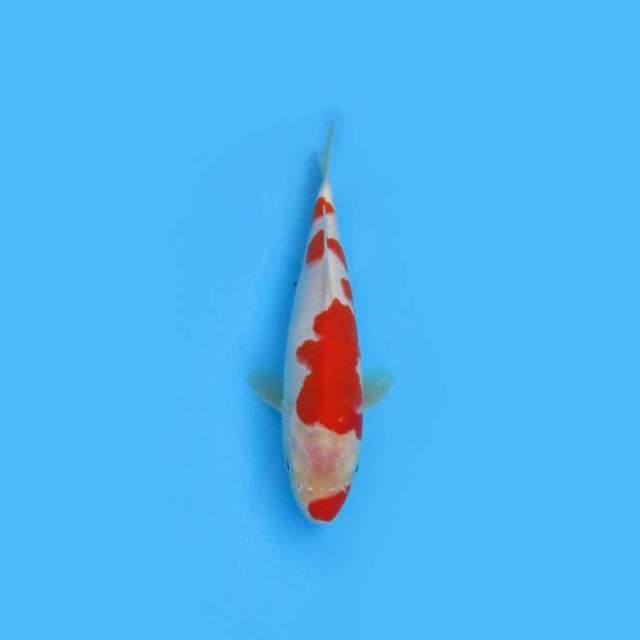 27CM - KOHAKU SYANTIG