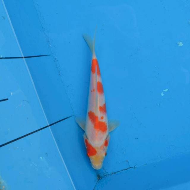 Kohaku Ori F1