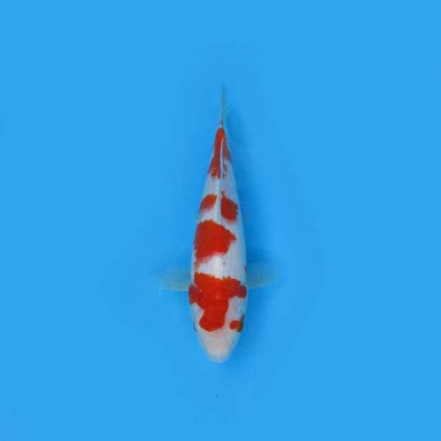 26CM - KOHAKU ASYIK