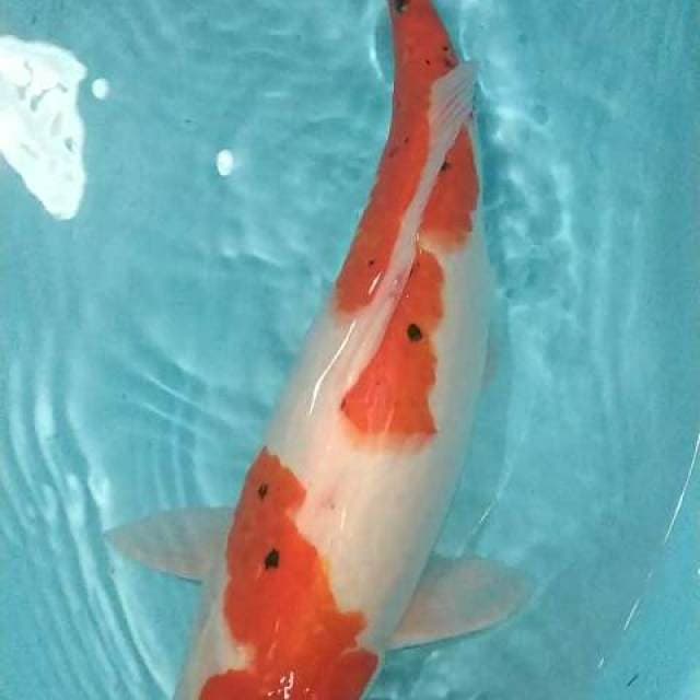 Hi Sanke 35cm