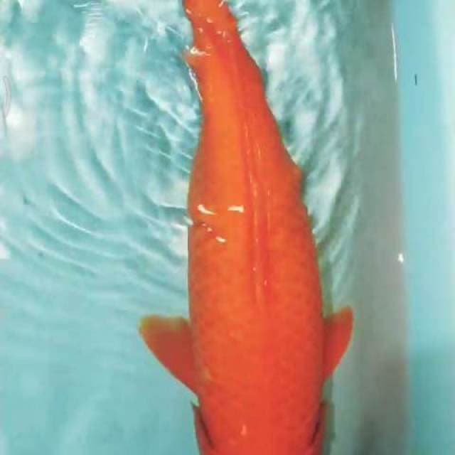Benigoi 38cm merahh