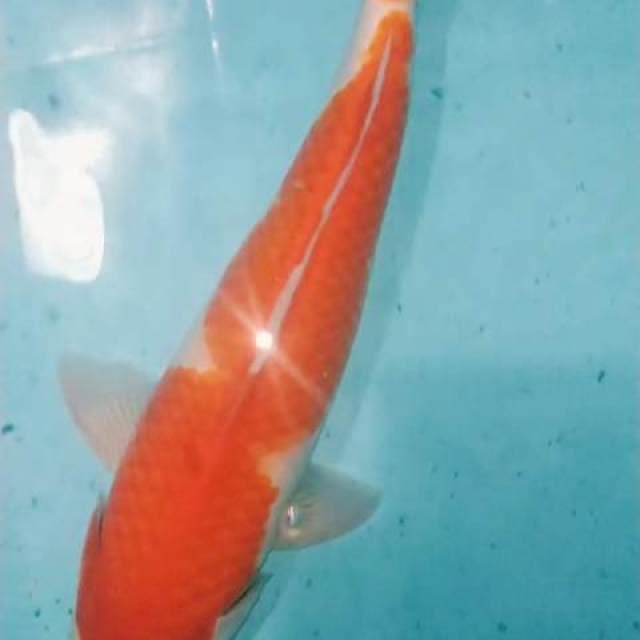 Kohaku jantan 30cm Ori