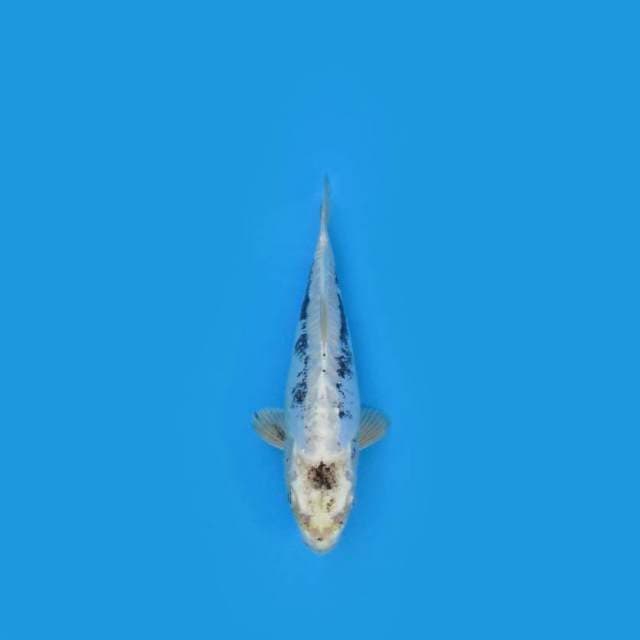 25CM - KIKOKURYU