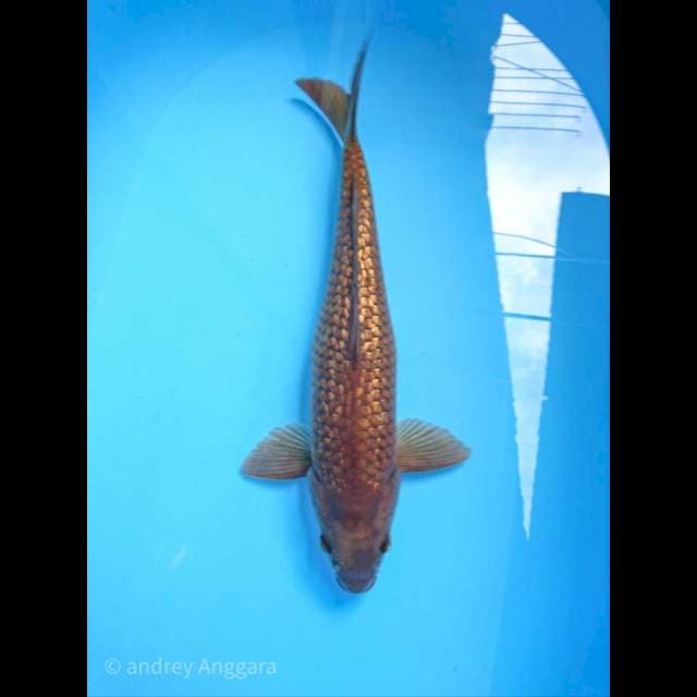 chagoi ginrin 41 cm