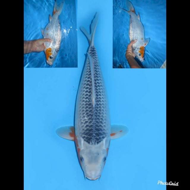38cm ,Female , Asagi Jumbo Tosai