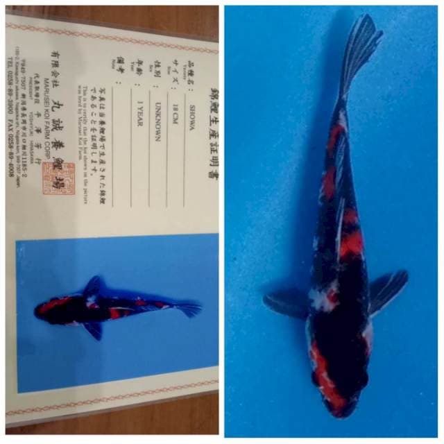 Showa Marusei 20bu π―π΅