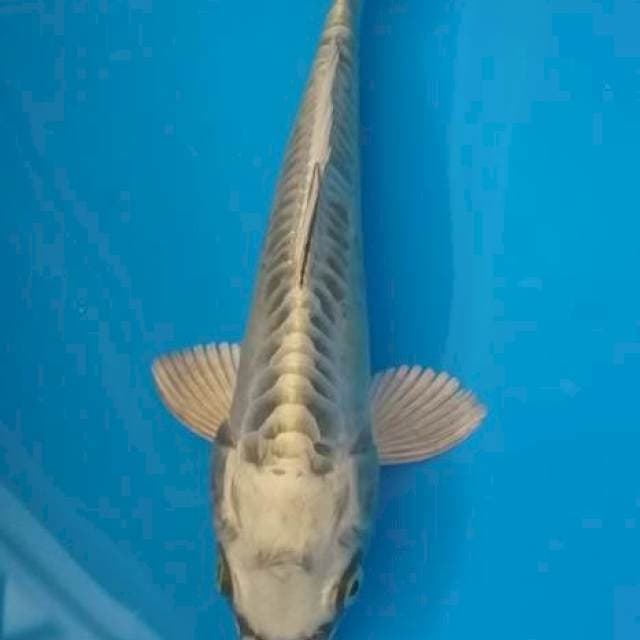 Aragoke rapih 25cm male
