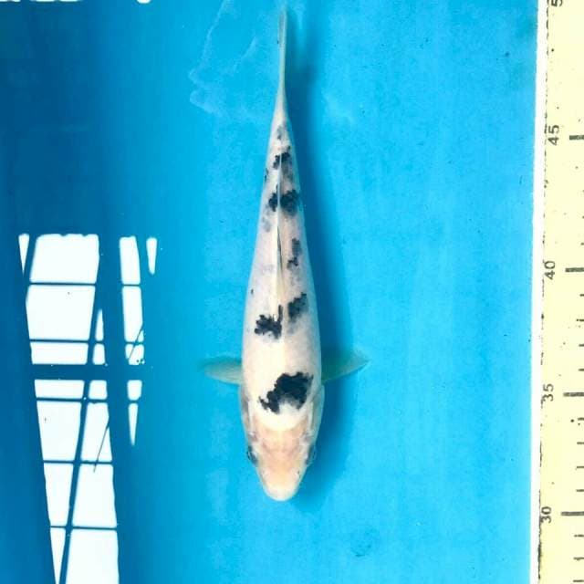 Bekko, 18 cm