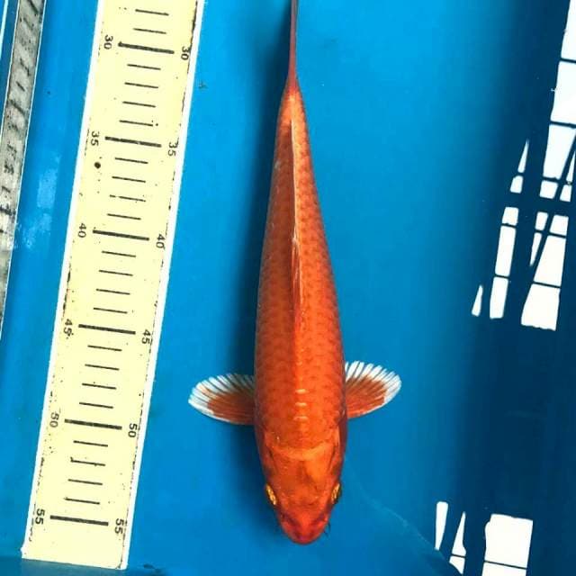 Orenji, 29 cm