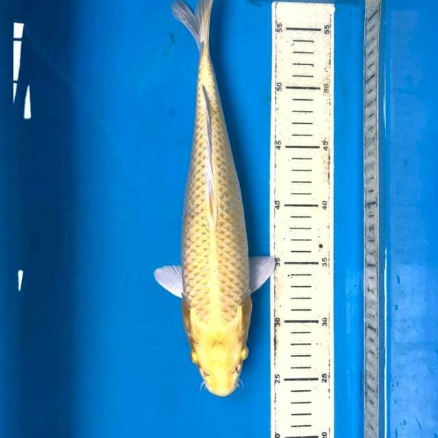 Yamabuki Ogon, 32 cm